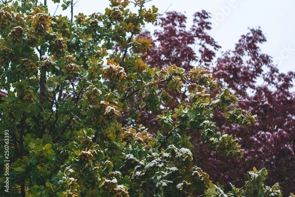 Fototapeta Colorful Tree Branches