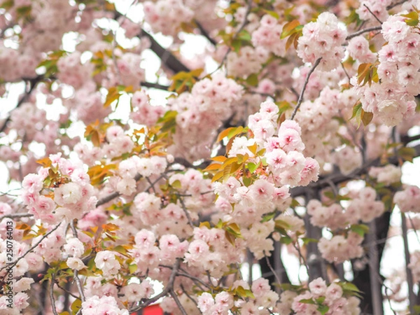 Fototapeta blooming cherry tree in spring