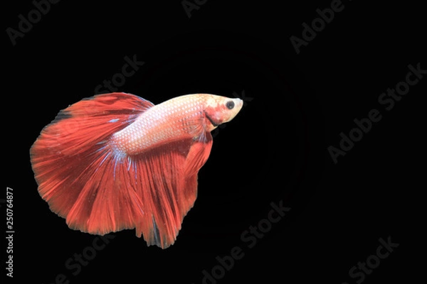 Fototapeta Beautiful red betta fish or Asian battle fish,concept with black background