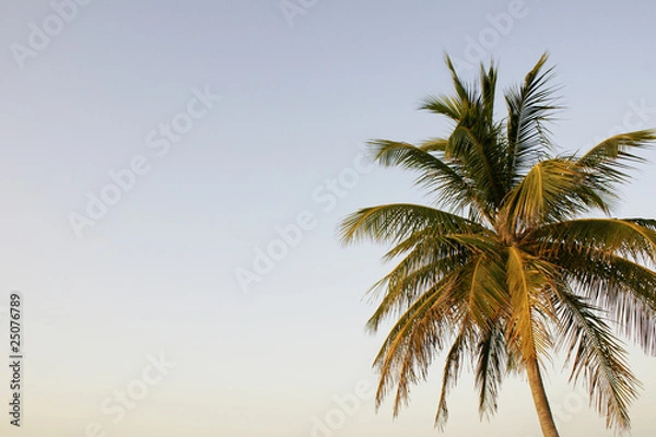 Obraz palm in sunset series