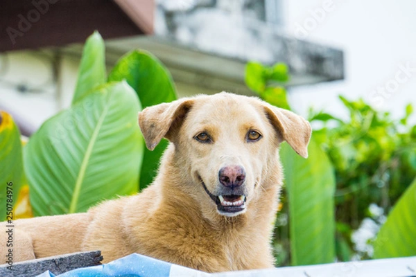 Obraz dog on the home