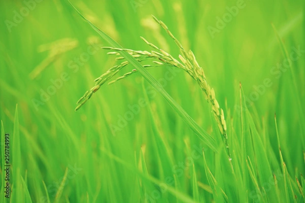 Obraz ear of wheat
