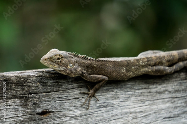 Obraz green lizard