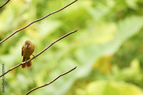 Fototapeta tropical bird, trinidad