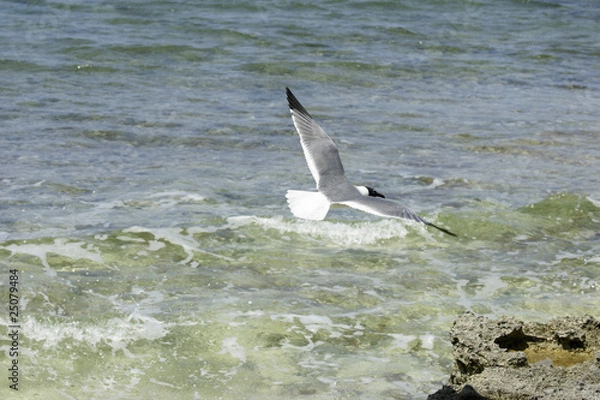 Obraz seagull in flight