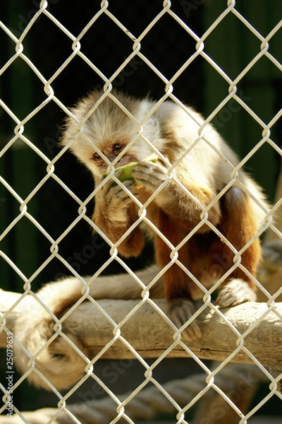 Fototapeta monkey caged