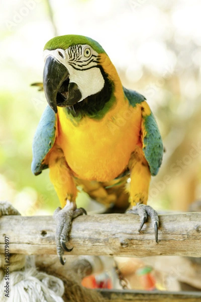 Fototapeta tropical parrot close up