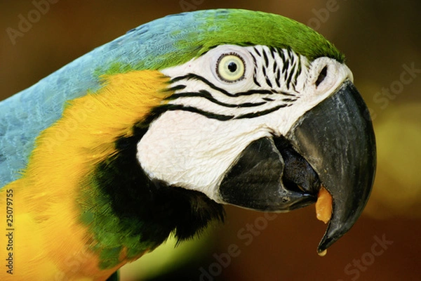 Fototapeta tropical parrot side view