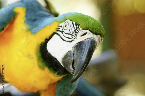 Fototapeta tropical parrot front view
