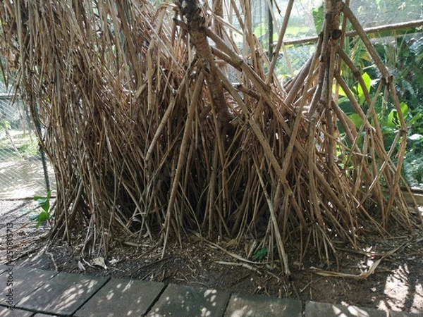 Fototapeta tropische Wurzeln