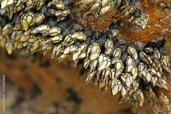 Obraz Goose barnacles (Pedunculata) in a sea grotto