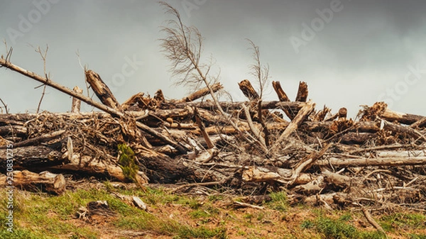 Fototapeta Pile of trees with destroyed by hurricane