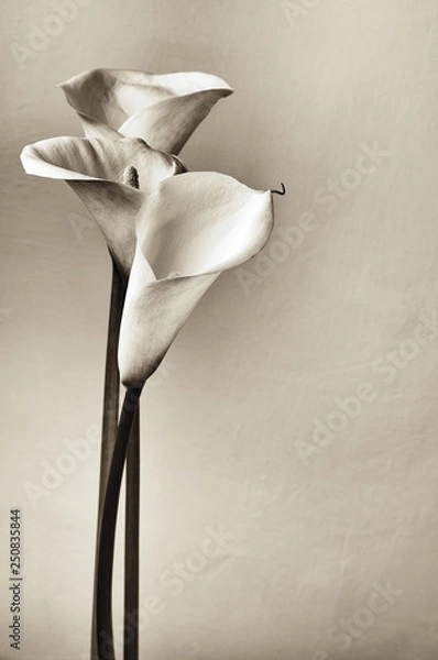 Obraz Calla lilies