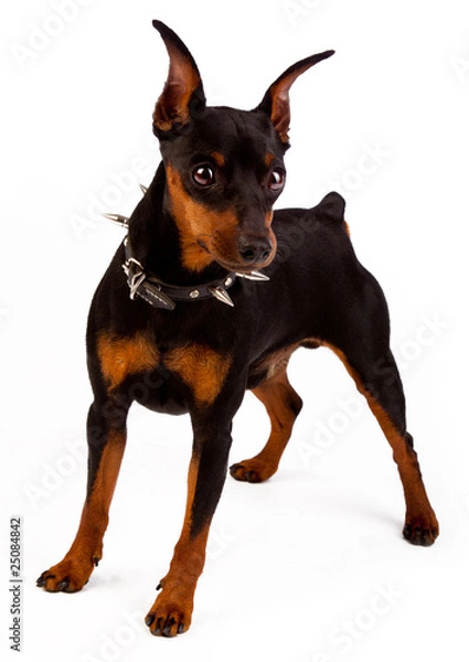 Fototapeta Image of miniature pinscher