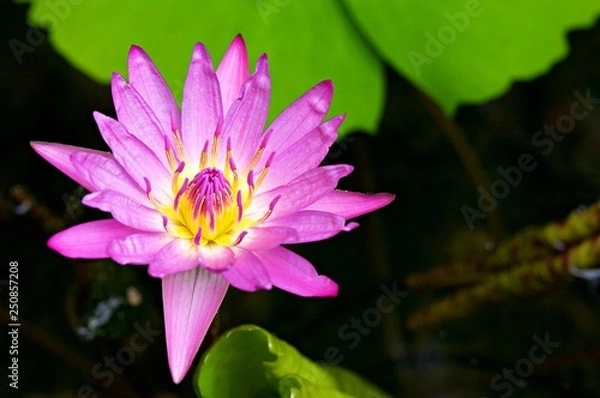 Fototapeta Beautiful flowering water lily - lotus in a garden in a pond. Reflections on water surface. vintage color style with soft focusing.  