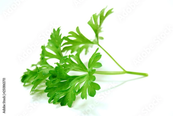Obraz Parsley
