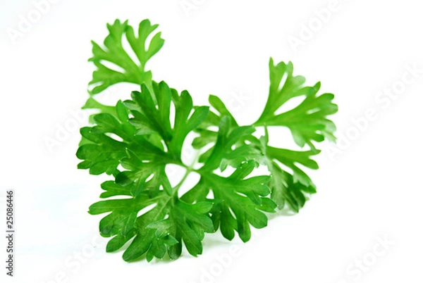 Obraz Parsley