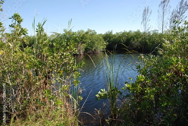 Obraz Everglades