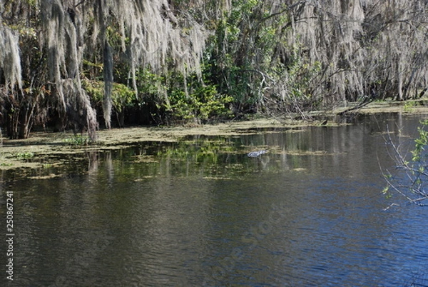 Obraz Sumpf Everglades