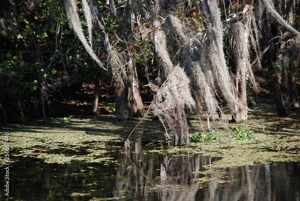 Obraz Sumpf Everglades