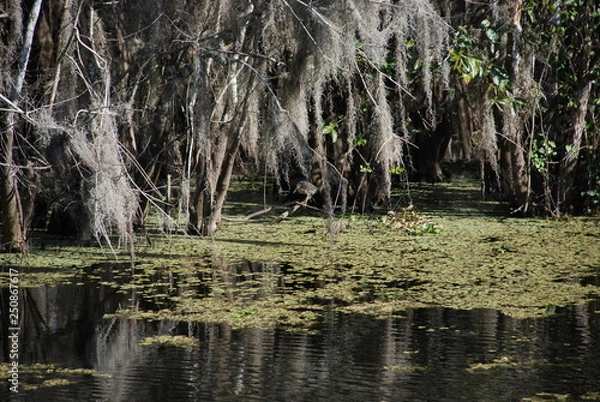 Obraz Everglades Florida
