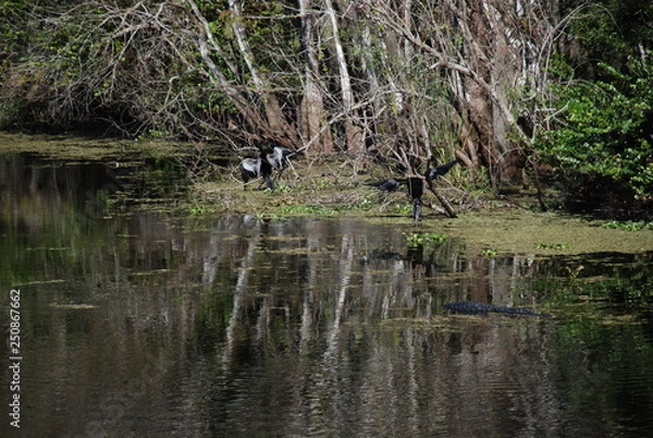 Obraz Sumpf Everglades 