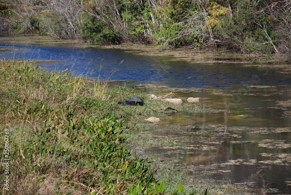 Fototapeta Everglades