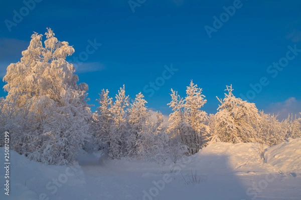 Obraz Snow-covered tree