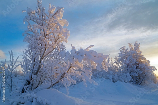 Obraz Snow-covered tree