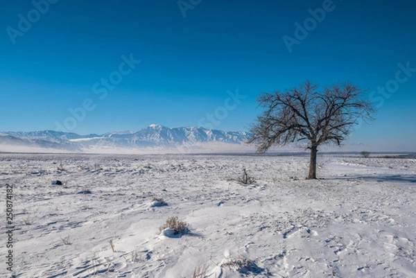 Obraz winter landscape with trees and blue sky