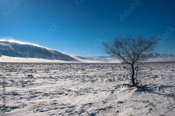 Obraz One tree in Snow Desert