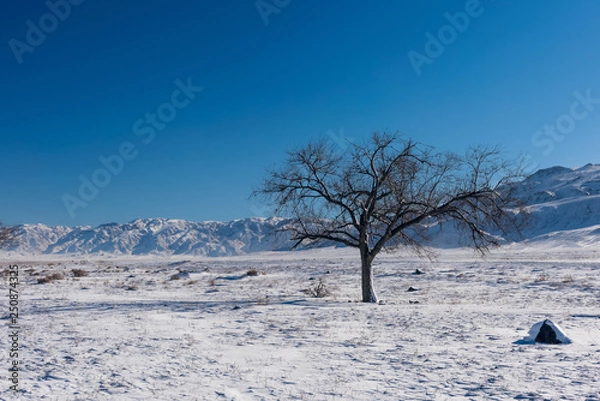 Obraz One Beautiful Tree 