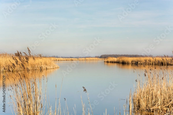 Obraz Beautiful view on the Alblasserwaard, an area in het Groene Hart of the Netherlands. A beautiful day in early spring with a view on water and reed. The Pelgrimspad, a trail, leads you through