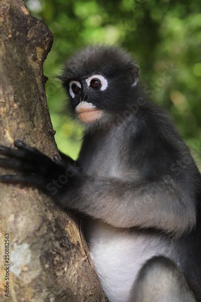 Fototapeta Dusky Leaf monkey , Langur monkey 