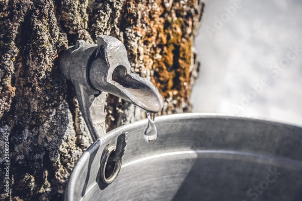 Obraz Collecting sap from a tree to produce maple syrup