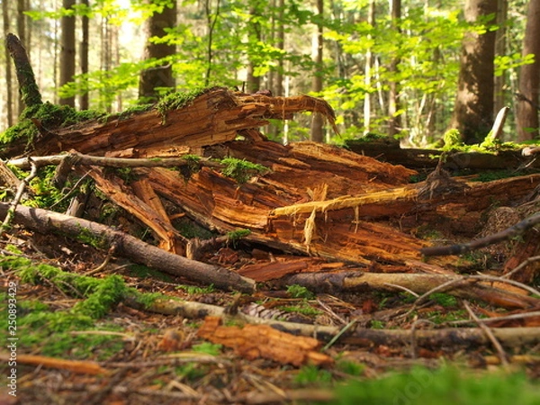 Fototapeta Tronc en décomposition