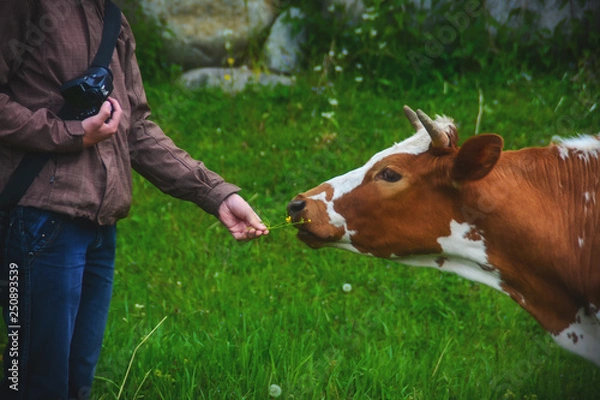 Obraz Photographer feeds a cow