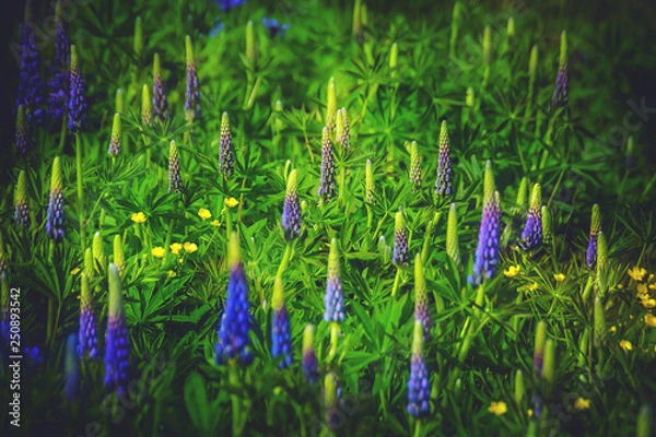 Obraz Blooming lupins and buttercups
