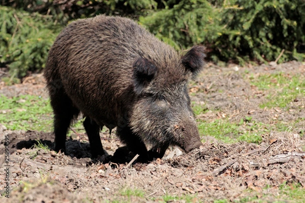 Fototapeta Wildschwein gräbt