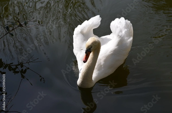 Fototapeta Showing off