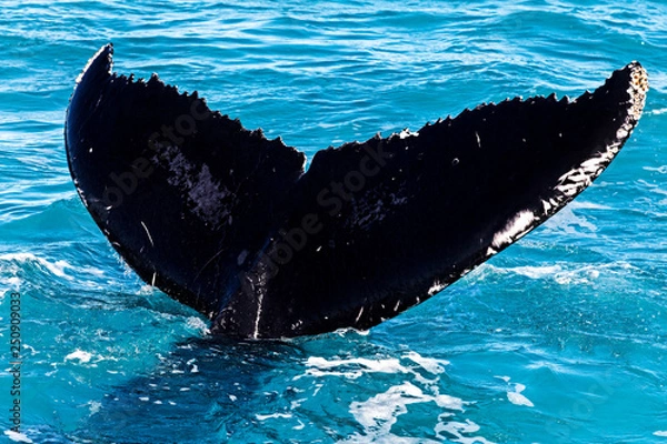 Obraz Huge humpback tail