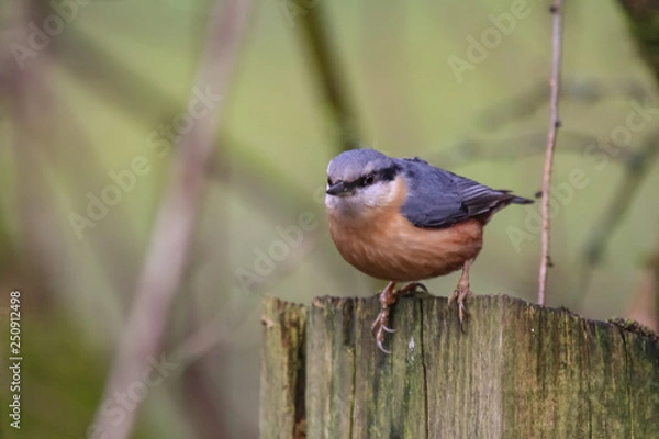 Obraz nuthatch