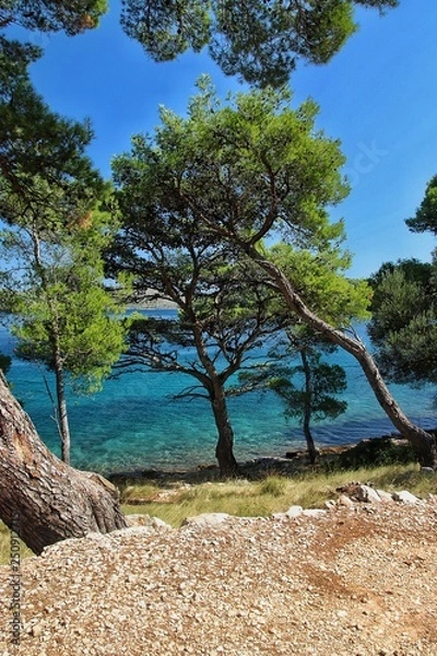 Obraz Typisch Dugi Otok