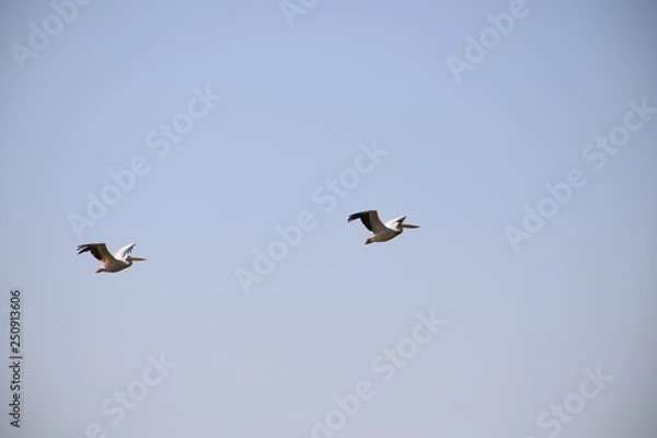 Fototapeta Pelikane im Flug