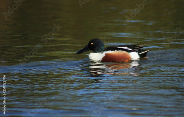 Obraz Pato-trombeteiro