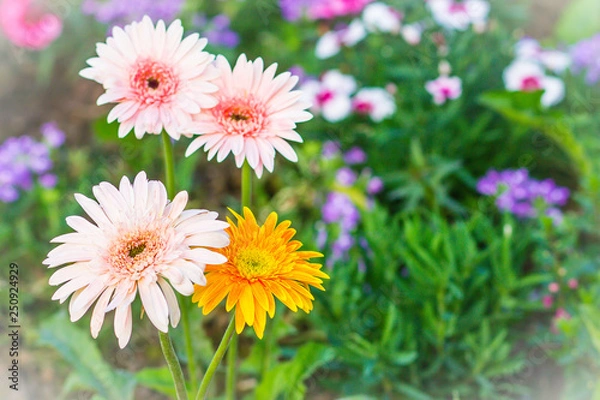 Fototapeta Soft pink and yellow hybrid Gerbera or Barberton daisy flowers (Gerbera jamesonii hybrida) on the flowerbed. Gerbera jamesonii, also known as Barberton daisy, Transvaal daisy, Barbertonse madeliefie.
