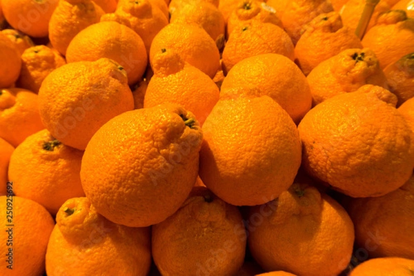 Obraz Fresh Tangelos