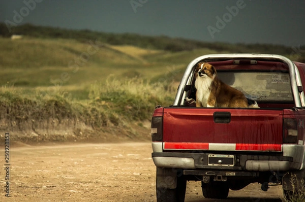 Obraz truck on the road with a dog inside