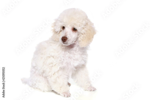 Obraz White poodle in front