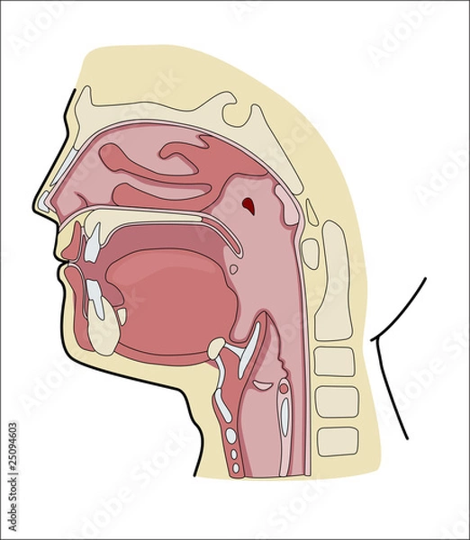 Obraz oral cavity